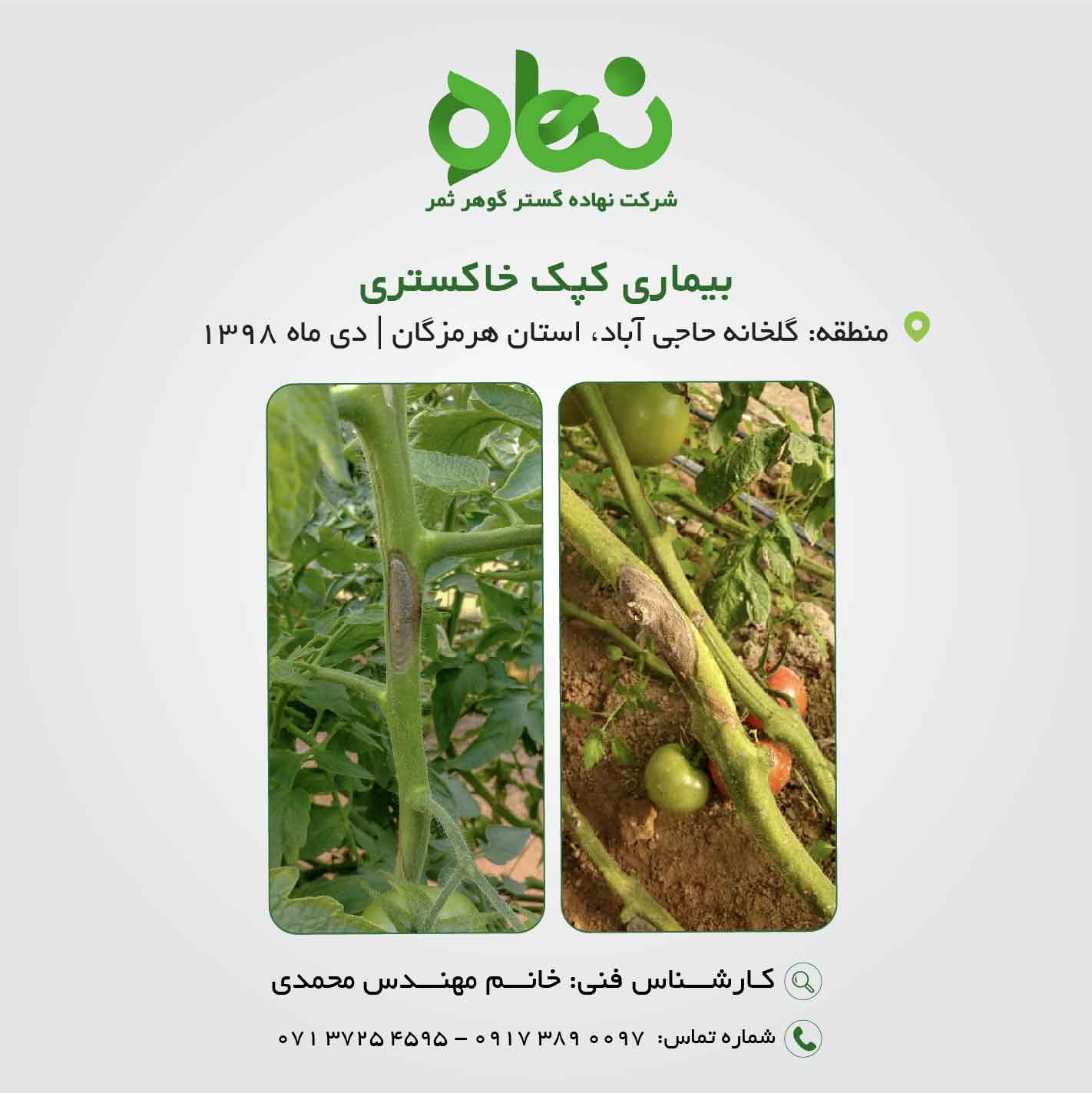 بیماری کپک خاکستری